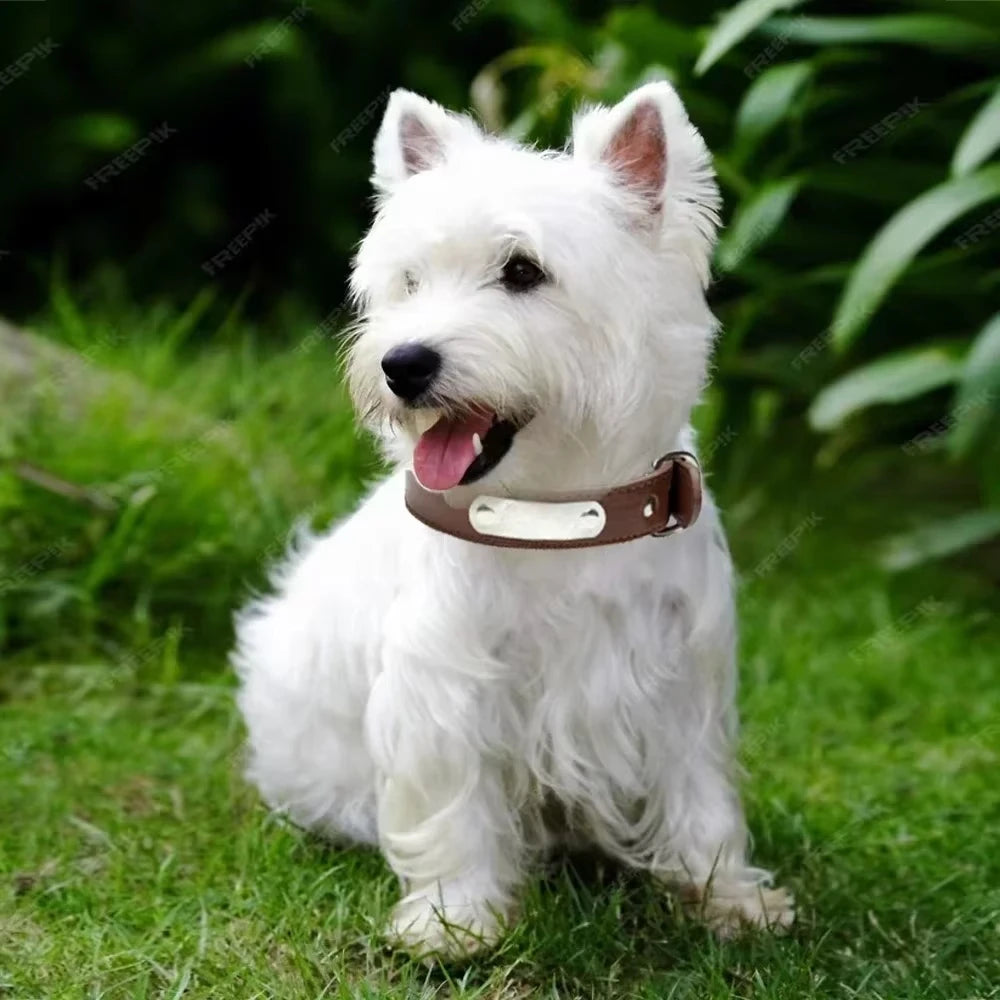 " Leather Collar for Pets – Durable, Comfortable, and Adjustable for Any Size!"
Perfect for puppies, medium, and large dogs, offering long-lasting support and stylish design for every walk.